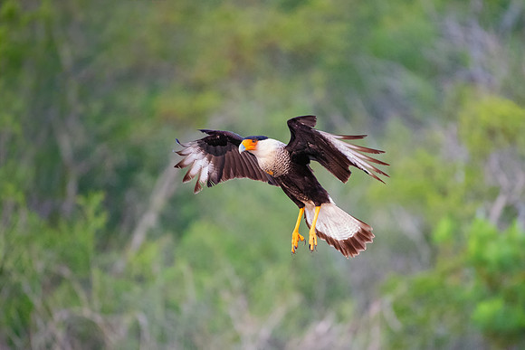 Caracara