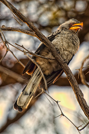 Africa, Botswana, Namibia, Sunbathing, beak, colors, details, eye, feathers, flying, nature, nature, parks, portrait, safari, structure, wings