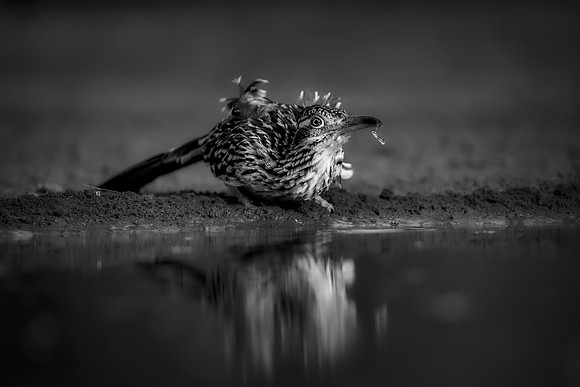 Road Runner