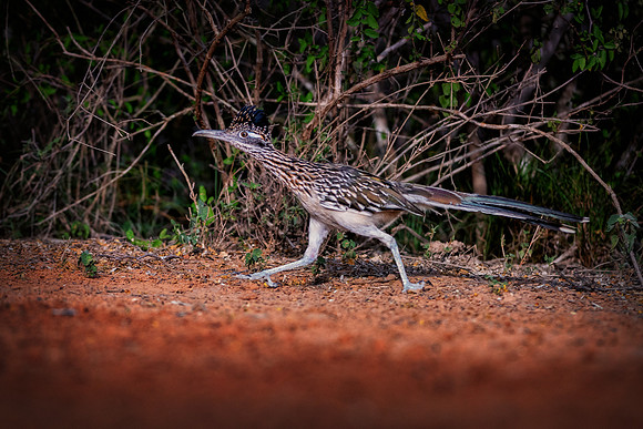 Road Runner