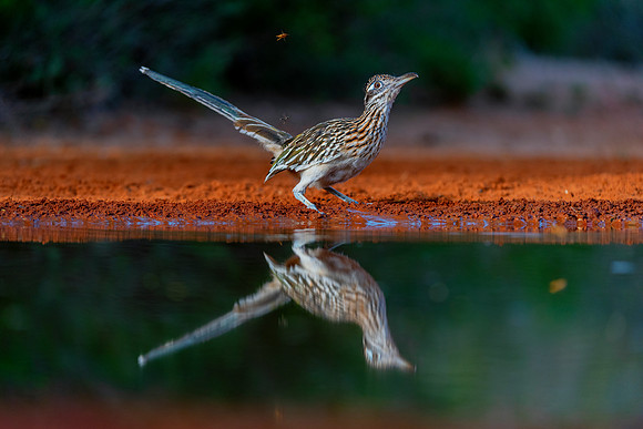 Road Runner