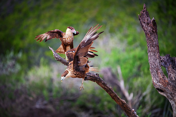 Caracara