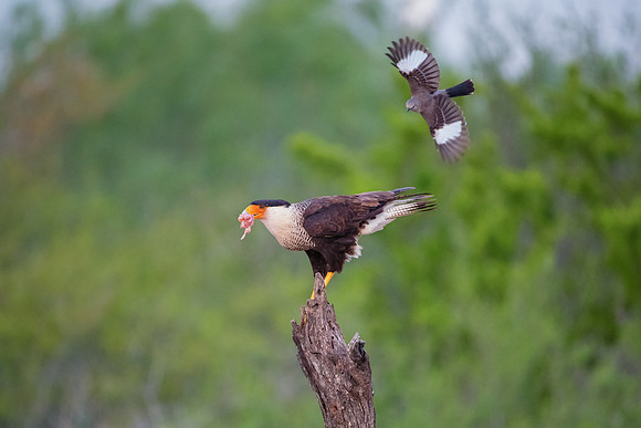 Caracara