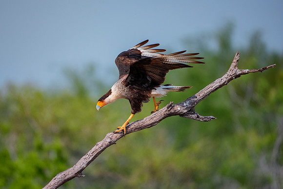 Caracara