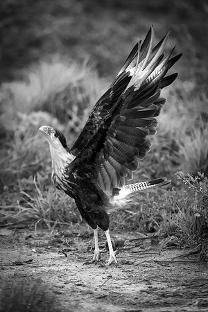 Caracara