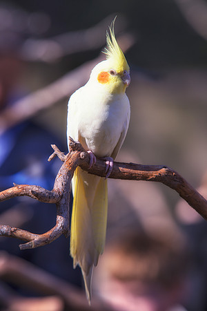 crest, beak, feathers, legs, eyes, flying, climbing, speaking, singing, talking, conversation, Bertazzoni, Nikon, feathers, zoo, chain, cage, trees, pet, nature, Asia, "South America", "Central Americ