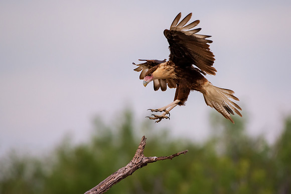 Caracara