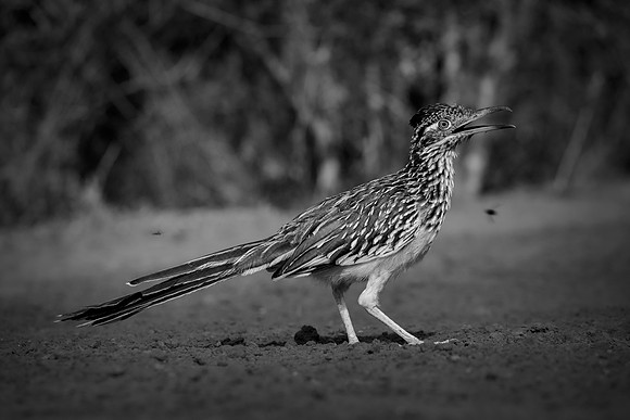 Road Runner