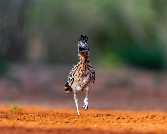 Road Runner