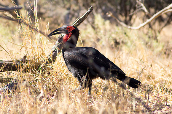 Southern Ground Hornbill