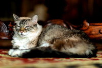 Queen Mia