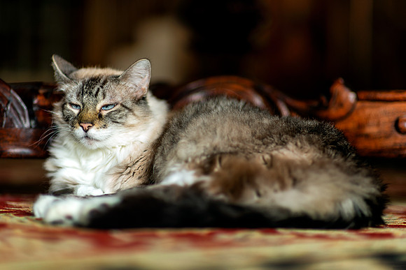 Queen Mia