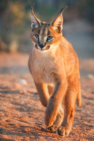 Caracals