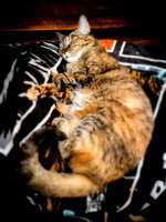 Sleeping Queen