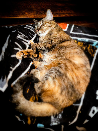 Sleeping Queen