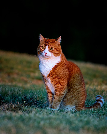 Domestic Cat