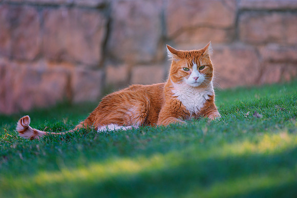 Outdoor Cat