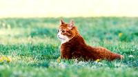 Outdoor Cat