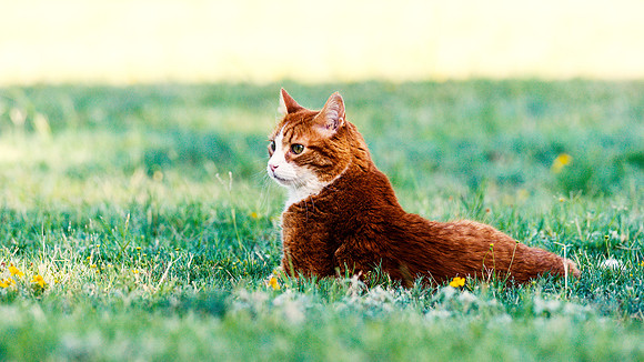 Outdoor Cat