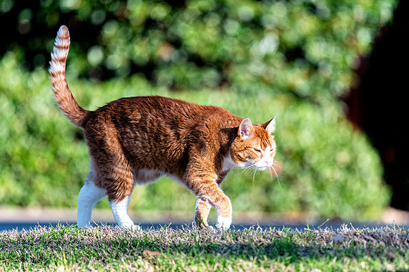 Cat in Action