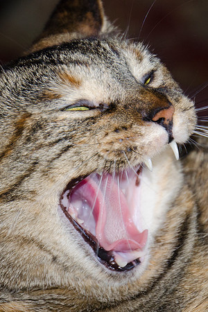 cat, family, home, pet, "yawning cat"