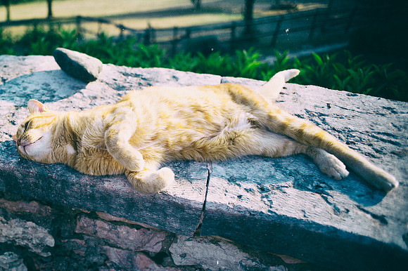 Bertazzoni, Nikon, animal, artistic, carpet, cat, claws, feline, "ginger cat", hair, house, pet, pillow, portrait, sleeping, sunbathing, tail