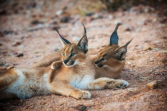 Caracals