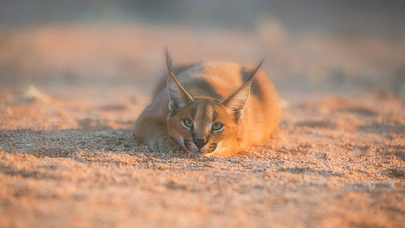 Caracal