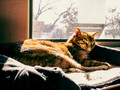 Cats & Big Cats