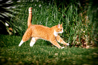 Cat in Action