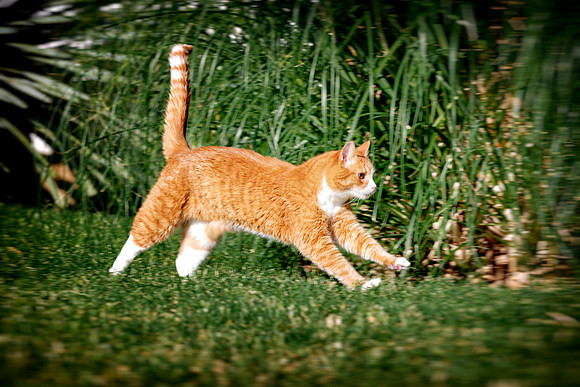 Cat in Action