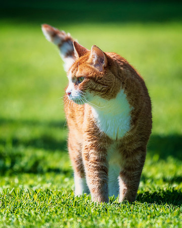 Curious Cat