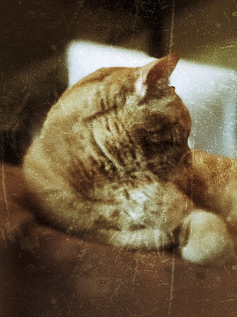 Vintage Cat