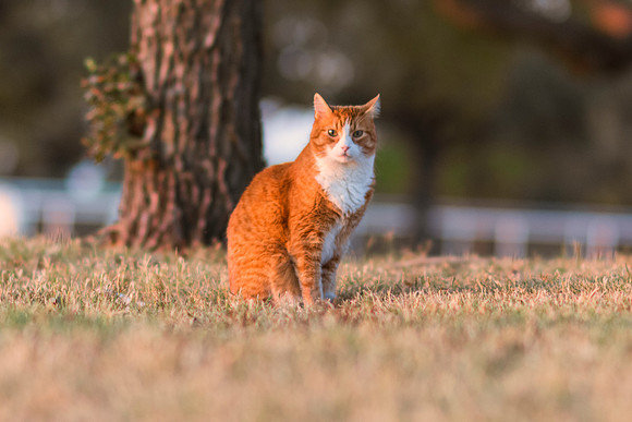 Domestic Cat