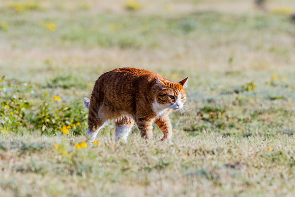 Outdoor Cat