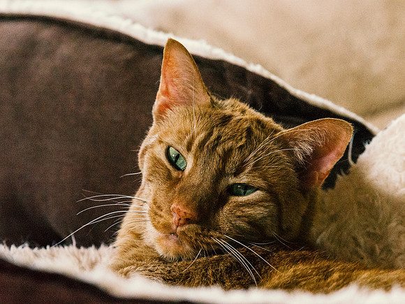 Green Eyes