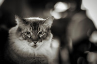 Domestic Cat