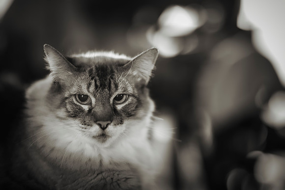 Domestic Cat