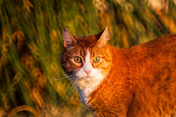 Domestic Cat