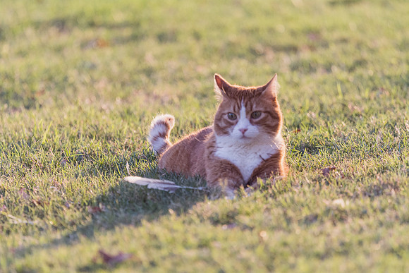 Outdoor Cat