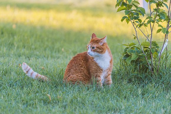 Outdoor Cat