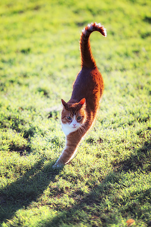 Cat in Action