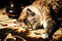 Sleeping Cat