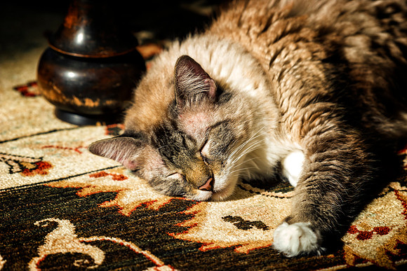 Sleeping Cat