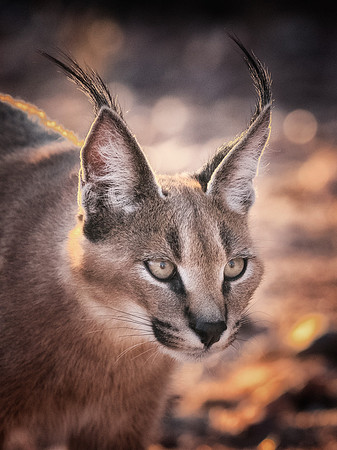 Caracal