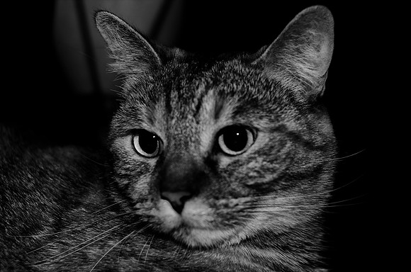 "black & white", cat, details, house, pet, shade, whiskers