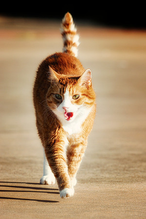 Outdoor Cat