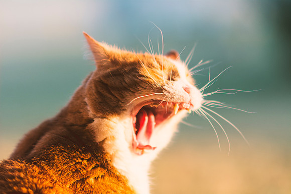 Lazy Cat