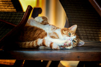 Playful Cat