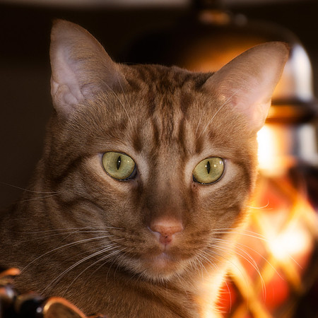 Eyes